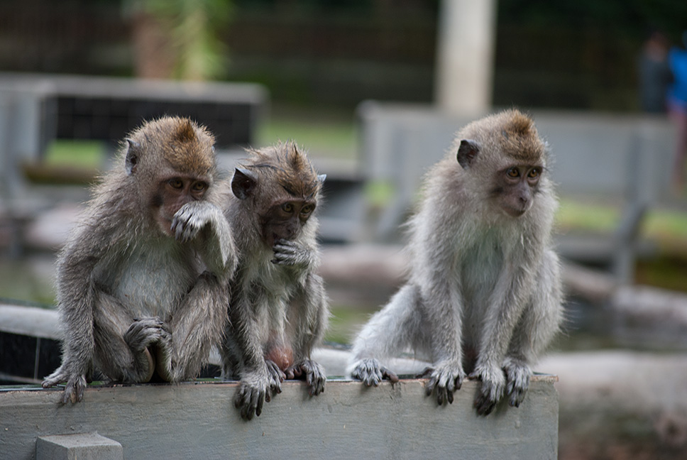 Monkeys in Siem Reap, Cambodia.